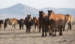 Paarden in Mongolie